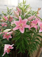 [4194 Striker No101.JPG]